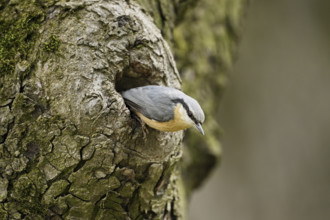 Nuthatch (Sitta europaea), looking out of its breeding cave Lake Neusiedl National Park, Seewinkel,