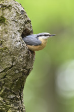 Nuthatch (Sitta europaea), looking out of its breeding cave Lake Neusiedl National Park, Seewinkel,