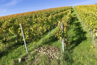 Autumn vineyard with rows of vines and clear sky, collected stones, Strümpfelbach, Rems Valley,