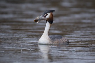 Great crested grebe (Podiceps cristatus) adult bird on a lake with a Bullhead fish in its beak,