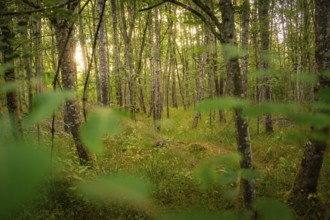 Fairytale forest scene with sparse trees and mystical light, Calw, Black Forest, Germany, Europe