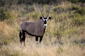 South African gemsbok (Oryx gazella), adult, foraging, alert, Mountain Zebra National Park, Eastern