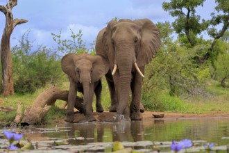 African elephant (Loxodonta africana), juvenile, mother, adult, female, mother with juvenile, at