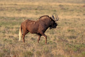 White-tailed wildebeest (Connochaetes gnou), adult, running, Mountain Zebra National Park, Eastern