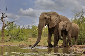 African elephant (Loxodonta africana), adult, bull, male, young, bull with young, at the water,