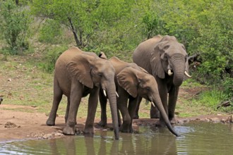 African elephant (Loxodonta africana), juvenile, mother, adult, female, mother with two juveniles,