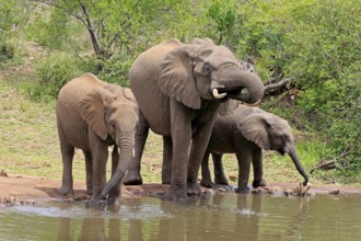 African elephant (Loxodonta africana), juvenile, mother, adult, female, mother with two juveniles,