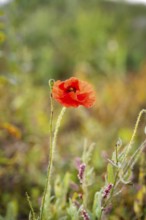 Red poppy flower blooming amidst grasses and plants, with blurred background