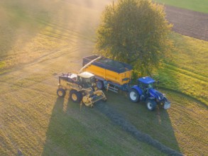 Tractor and trailer next to a tree in a sunny field, harvesting near an already cultivated strip,