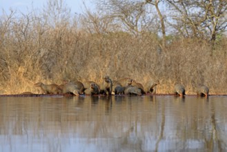 Zebra mongoose (Mungos mungo), adult, group, at the water, drinking, Kruger National Park, Kruger