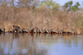 Zebra mongoose (Mungos mungo), adult, group, at the water, drinking, Kruger National Park, Kruger