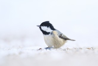 Coal tit (Periparus ater) on the ground in the snow in winter, Bavaria, Germany, Europe