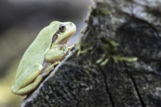 Tree frog (Hyla arborea), Lower Saxony, Germany, Europe