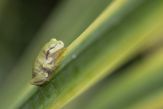 Tree frog (Hyla arborea), Lower Saxony, Germany, Europe