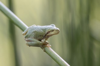 Tree frog (Hyla arborea), Lower Saxony, Germany, Europe