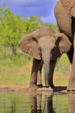 African elephant (Loxodonta africana), young animal, mother, young animal with mother, at the