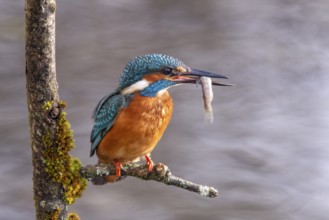 Common kingfisher (Alcedo atthis) with preyed fish, Tyrol, Austria, Europe