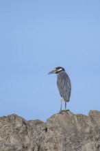 Yellow-crowned night heron (Nyctanassa violacea, Syn.: Nycticorax violaceus) sitting on stone,