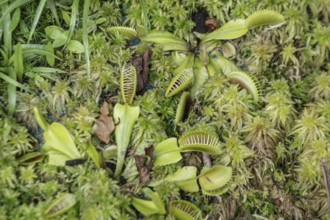 Venus flytrap (Dionaea muscipula), Walsrode Bird Park, Lower Saxony, Germany, Europe