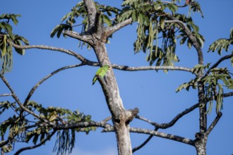 Brown hooded parrot sitting on a branch, Puntarenas province, Costa Rica, Central America