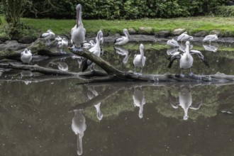 Australian pelicans (Pelecanus conspicillatus), Walsrode Bird Park, Lower Saxony, Germany, Europe