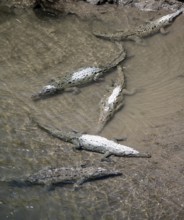 American crocodile (Crocodylus acutus) swimming in the water, from above, Rio Tarcoles, Carara