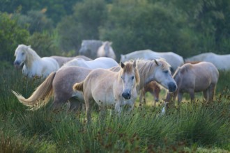 A herd of white Camargue horses grazing peacefully in a green pasture on a summer's day, Camargue,