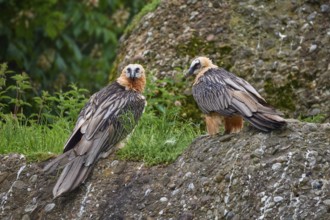 Two bearded vultures (Gypaetus barbatus), sitting on a rocky background, surrounded by green