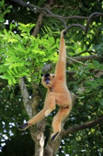 Yellow-cheeked gibbon, Yellow-cheeked gibbon (Nomascus gabriellä), adult, female, hanging in a