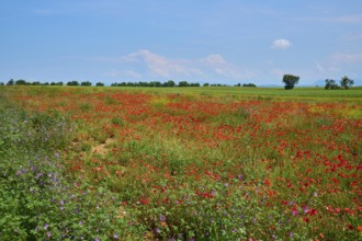 Flower meadow with poppies (Papaver), and sage (Salvia), in the background trees and a slightly