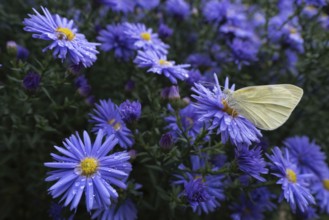 A Small white (Pieris rapae) sitting on the flower of an aster (Aster sp.), surrounded by many