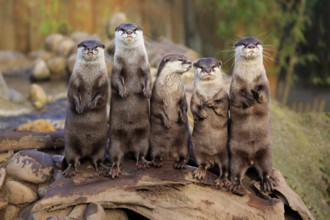 Dwarf otter (Amblonyx cinerea), adult, group, at the water, standing upright