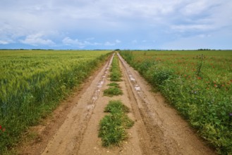 A rural country lane between green fields under a cloudy sky after a rain shower, summer,