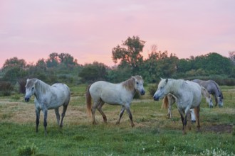 A group of white Camargue horses grazing peacefully in a green meadow at sunset, Camargue, France,