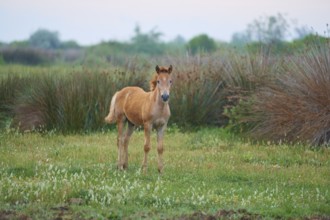 Camargue horse foal stands on the meadow and looks into the camera, Summer, Camargue, France,