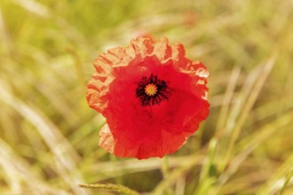 Red poppy flower in a green field in natural light, Rügen