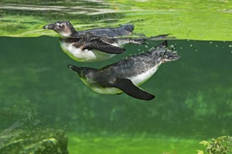 African penguin (Spheniscus demersus), swimming, captive