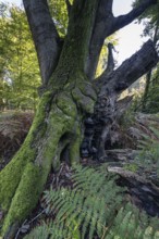 Old copper beech (Fagus sylvatica) and bracken fern (Pteridium aquilinum), Emsland, Lower Saxony,