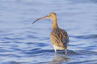 Eurasian curlew, Eurasian curlew (Numenius arquata) foraging in the shallow waters of the Baltic