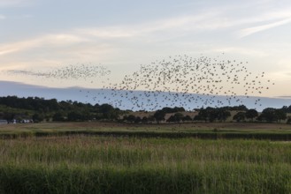 Flock of birds in the sky above fields in a quiet evening atmosphere, Rügen