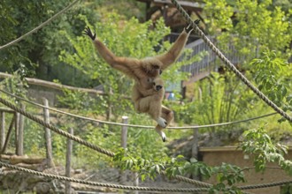 White-handed gibbon (Hylobates lar), captive