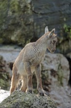 Ibex (Capra ibex), young animal, captive