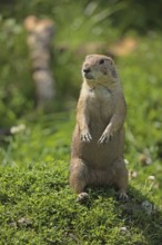 Black-tailed prairie dog (Cynomys ludovicianus), captive