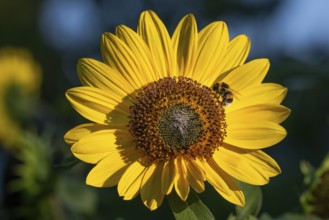 Close-up of a sunflower (Helianthus annuus) with a bee on the flower in sunlight, Copenhagen,