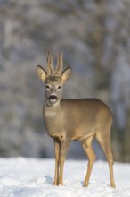 One male Roe Deer, (Capreolus capreolus), walking over a snowy meadow. Snow covered trees in the