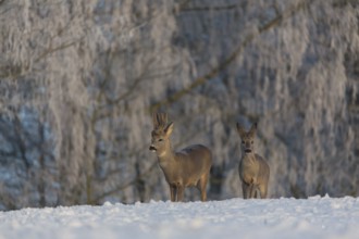 One female and one male Roe Deer, (Capreolus capreolus), walking over a snowy meadow. Snow covered