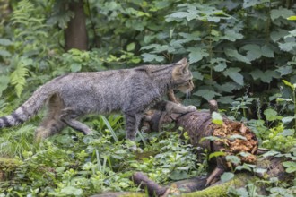 European wildcat - Felis sylvestris sylvestris