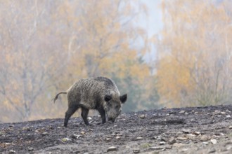 One wild boar or wild pig (Sus scrofa), walking over an opening in early morning mist, searching