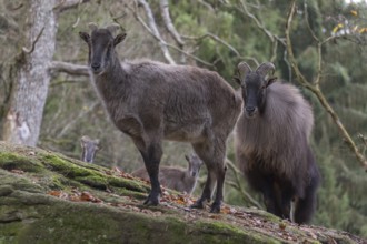 One female and one male Himalayan Tahr (Hemitragus jemlahicus) standing in a forest. Green and