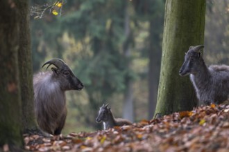 One female and one male Himalayan Tahr (Hemitragus jemlahicus) standing in a forest. Green and